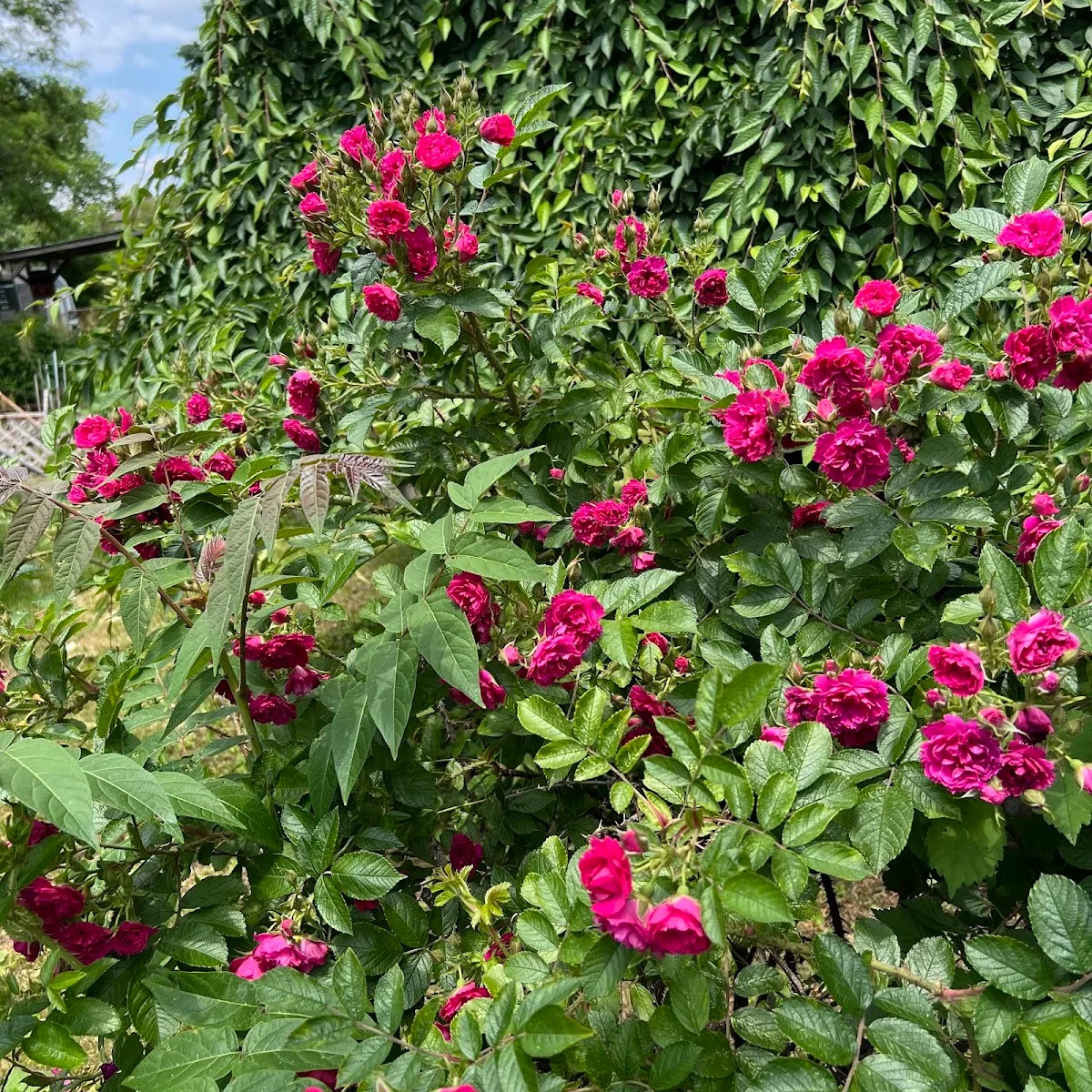 Joe Holzka Community Garden