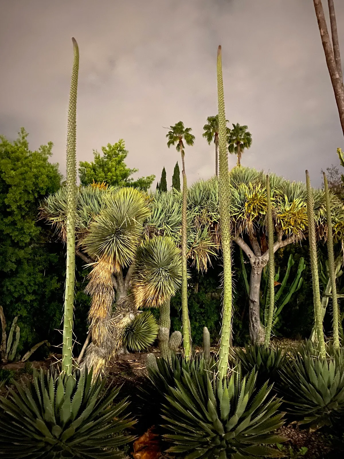 Historic Cactus Garden🌵