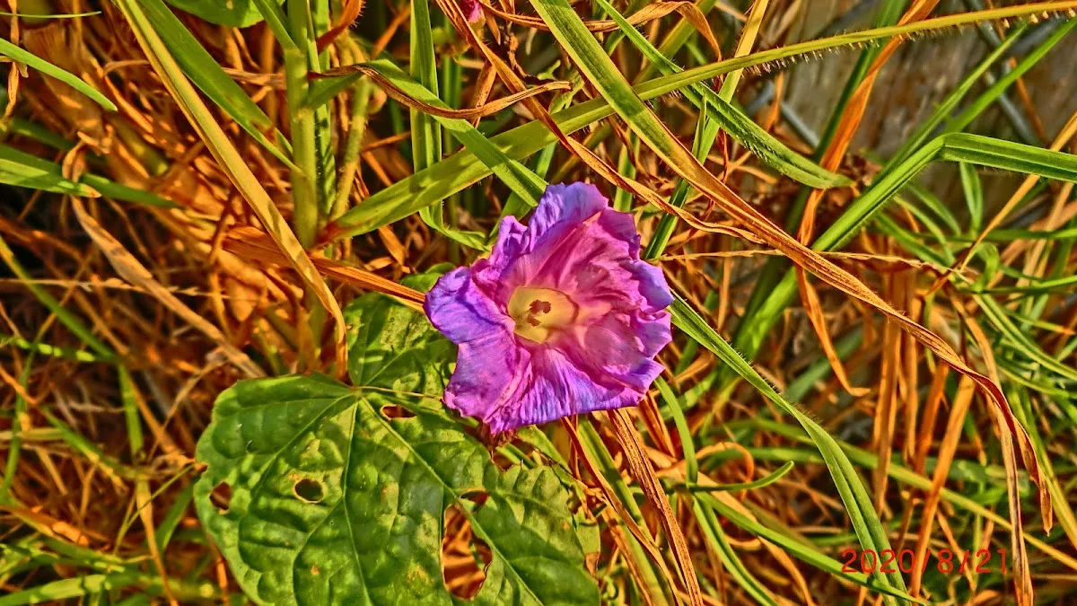 Torrance Community Gardens