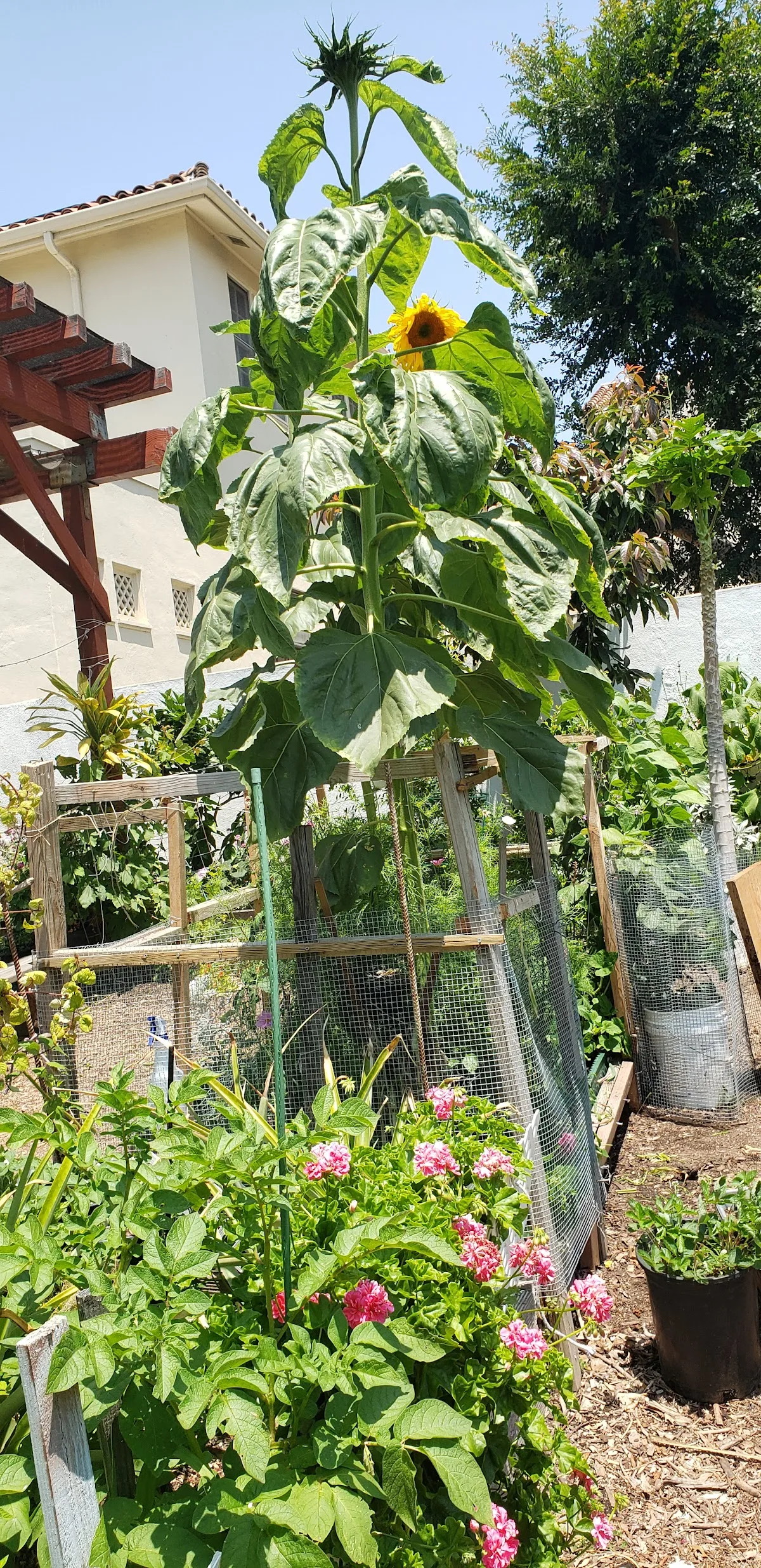 Mariposa-Nabi Community Garden