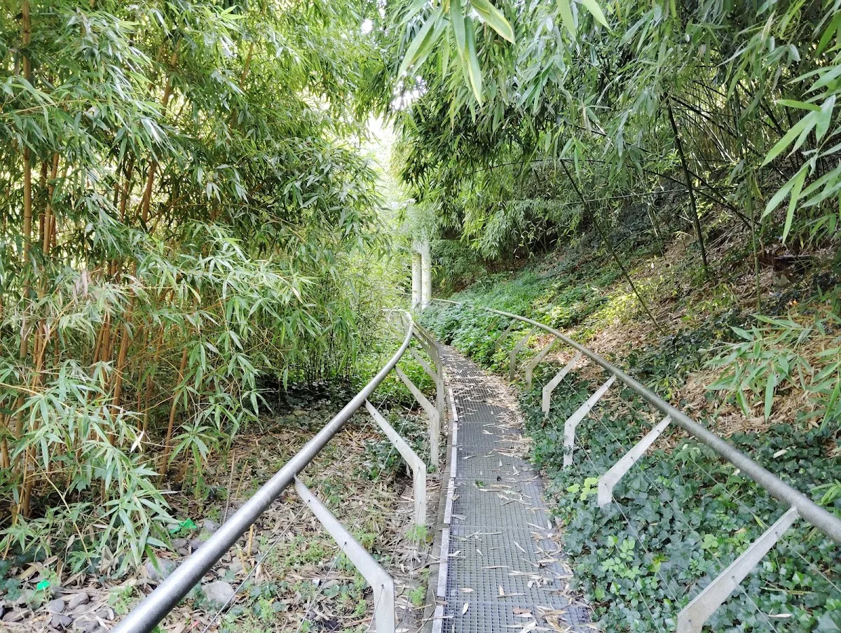 Bambous Garden