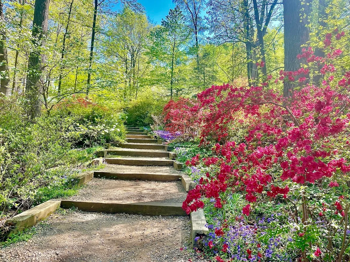 Azalea Collection