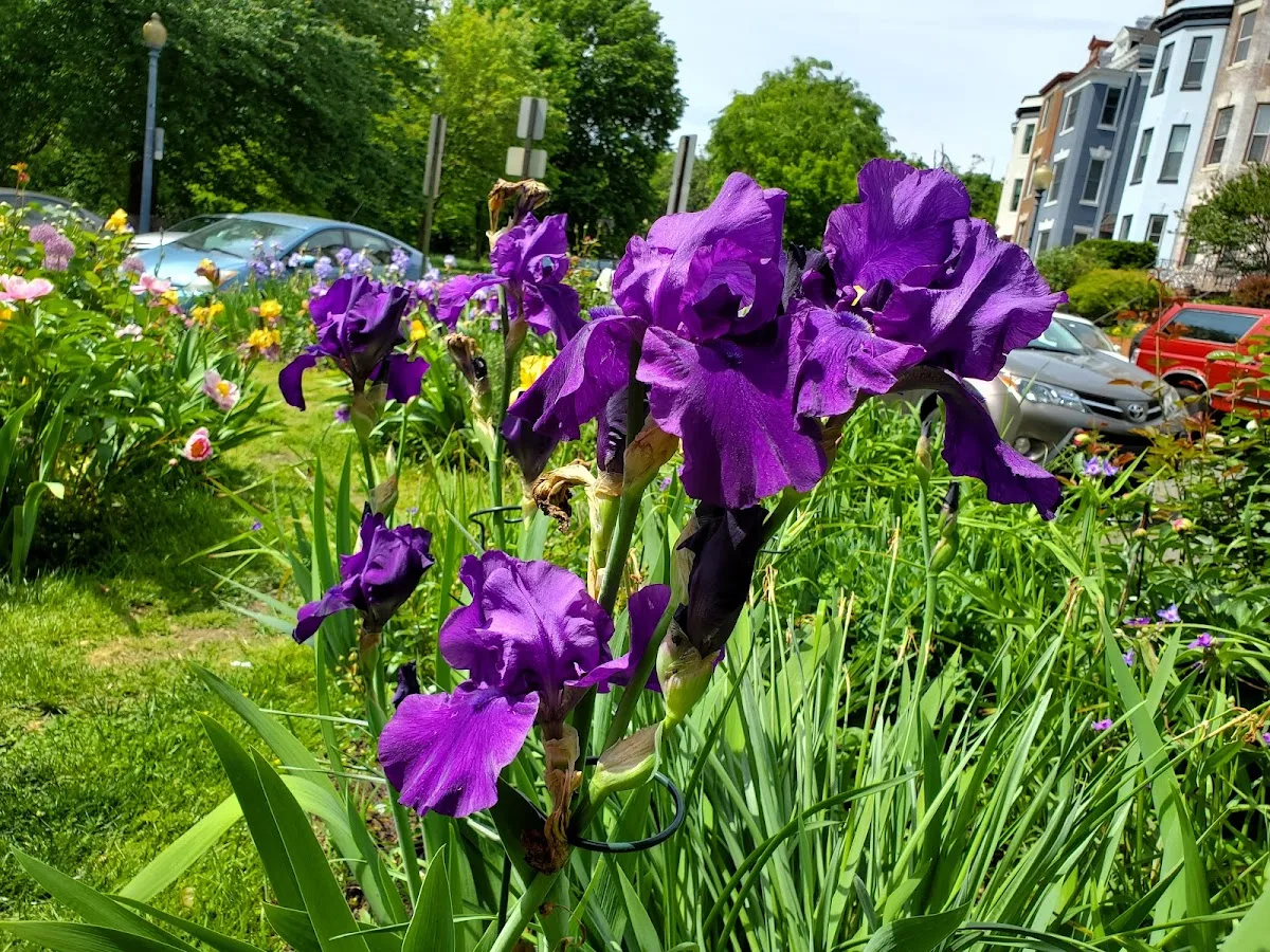 Biltmore Triangle Garden