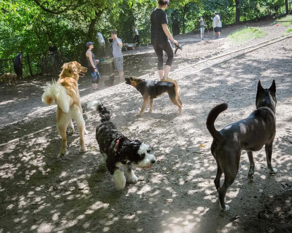Morningside Park Dog Run