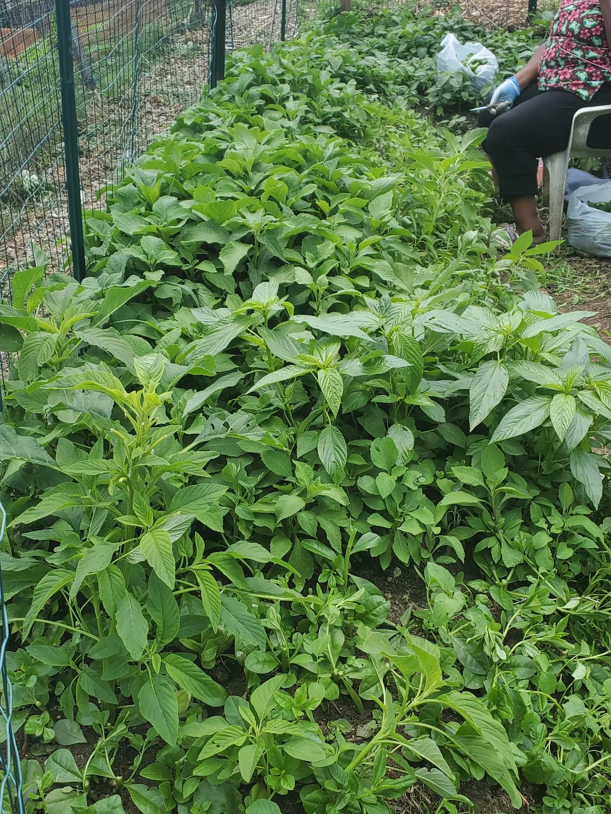 Blair Road Community Garden