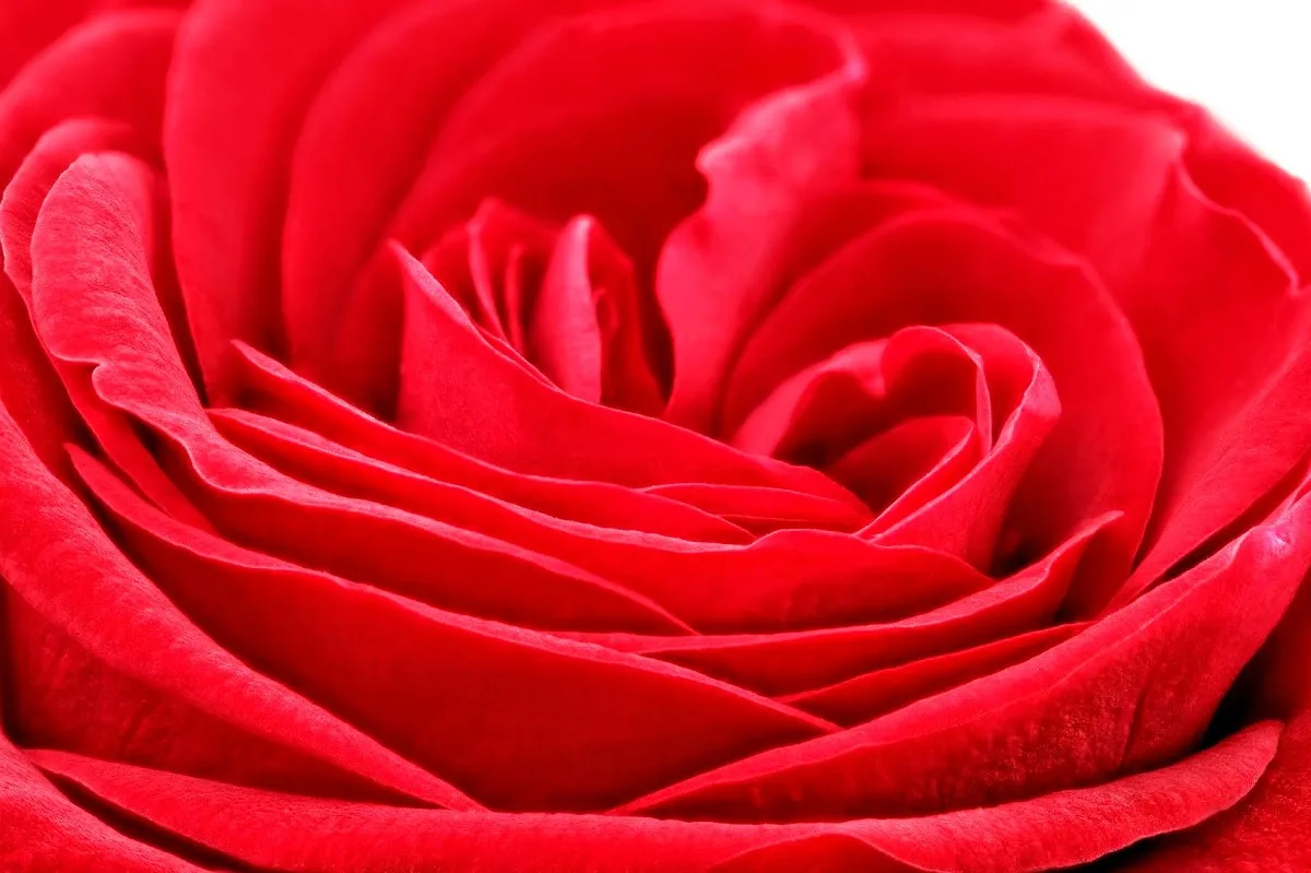 The Red Bloom