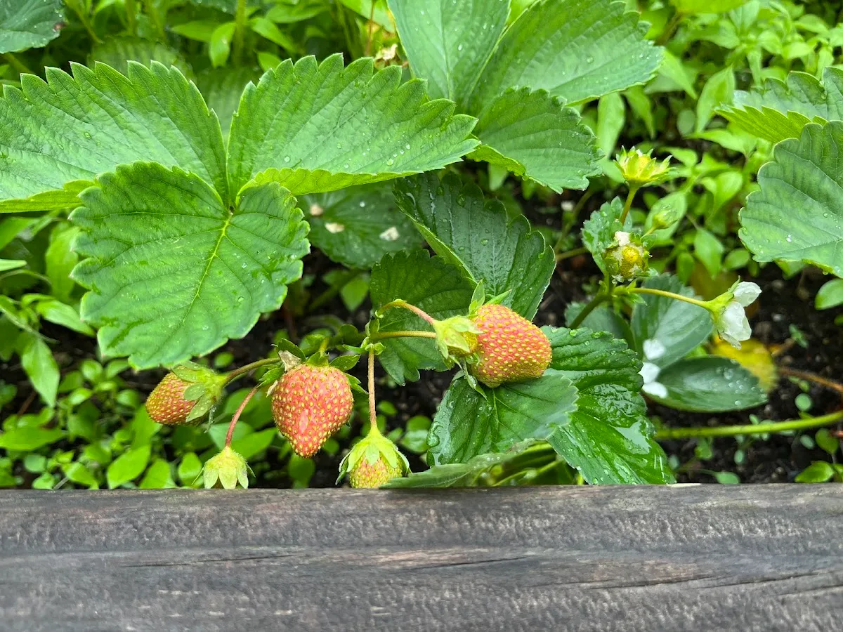 Patchen Community Square Garden