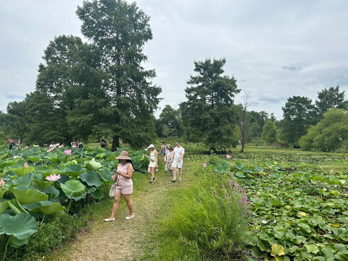 Kenilworth Park Aquatic Gardens Boardwalk