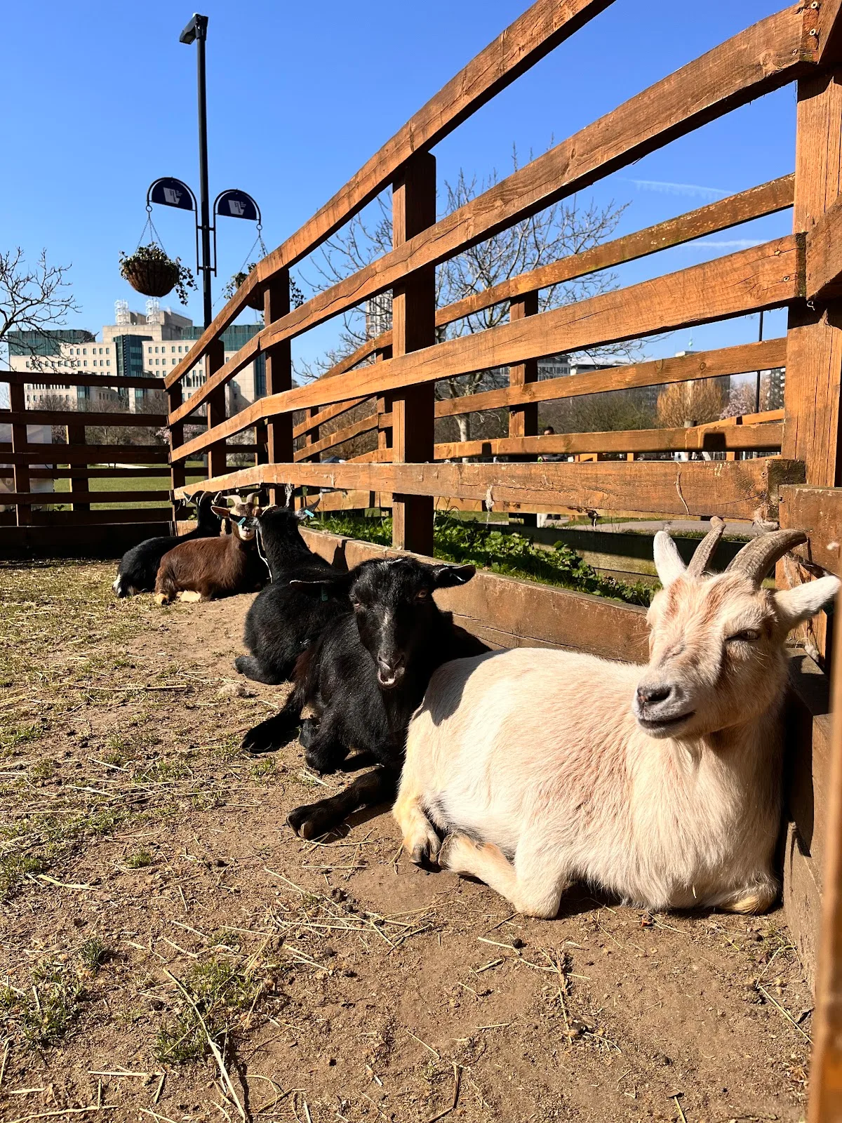 Vauxhall City Farm