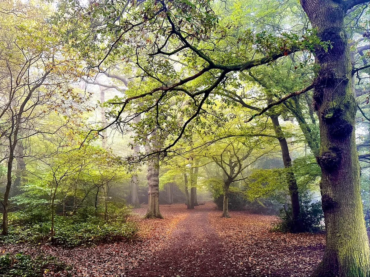 Highgate Wood