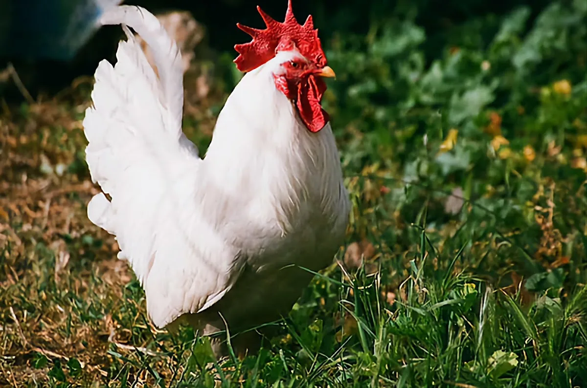 Cermak Farm Live Poultry