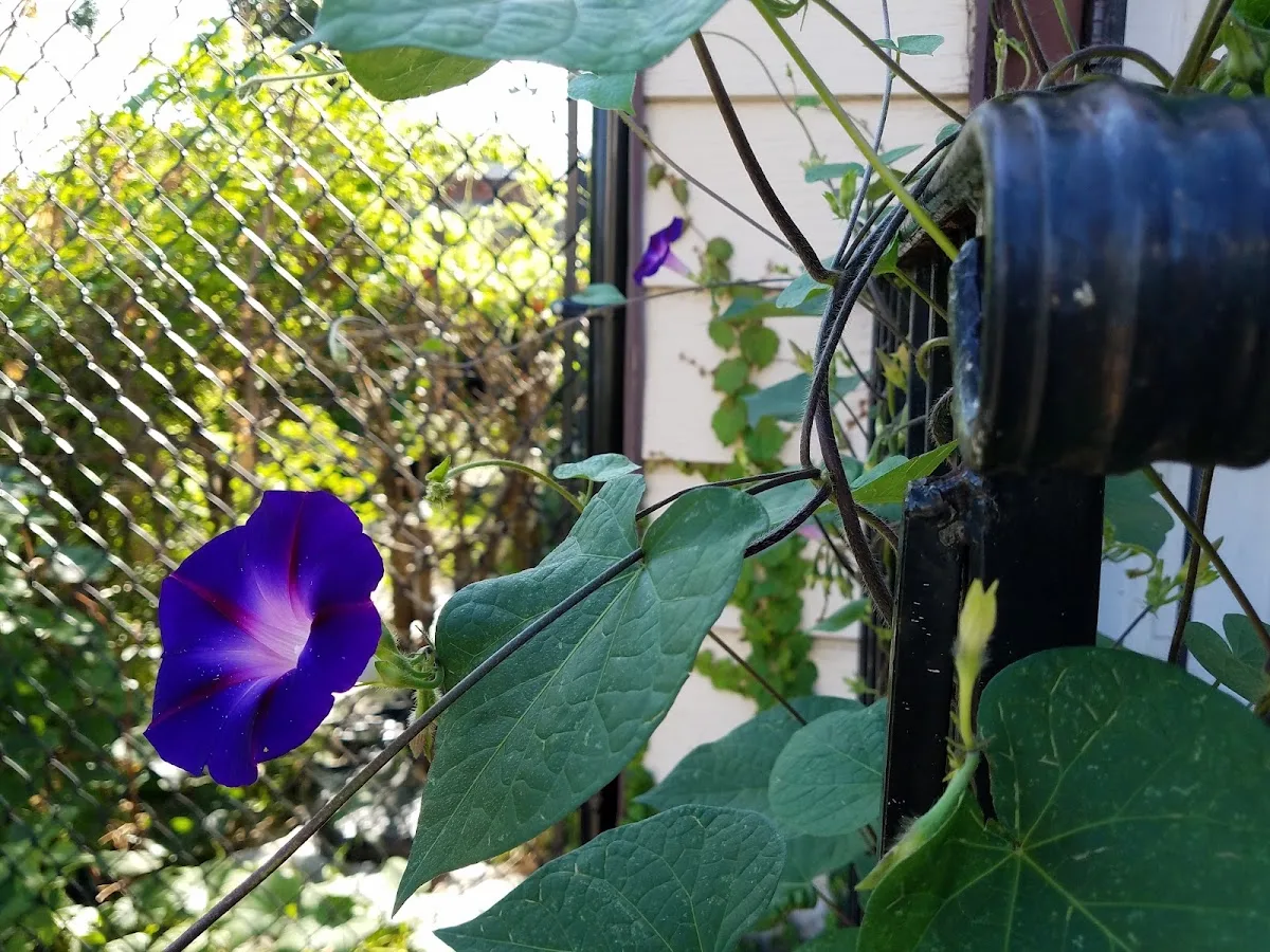 Imani Community Garden