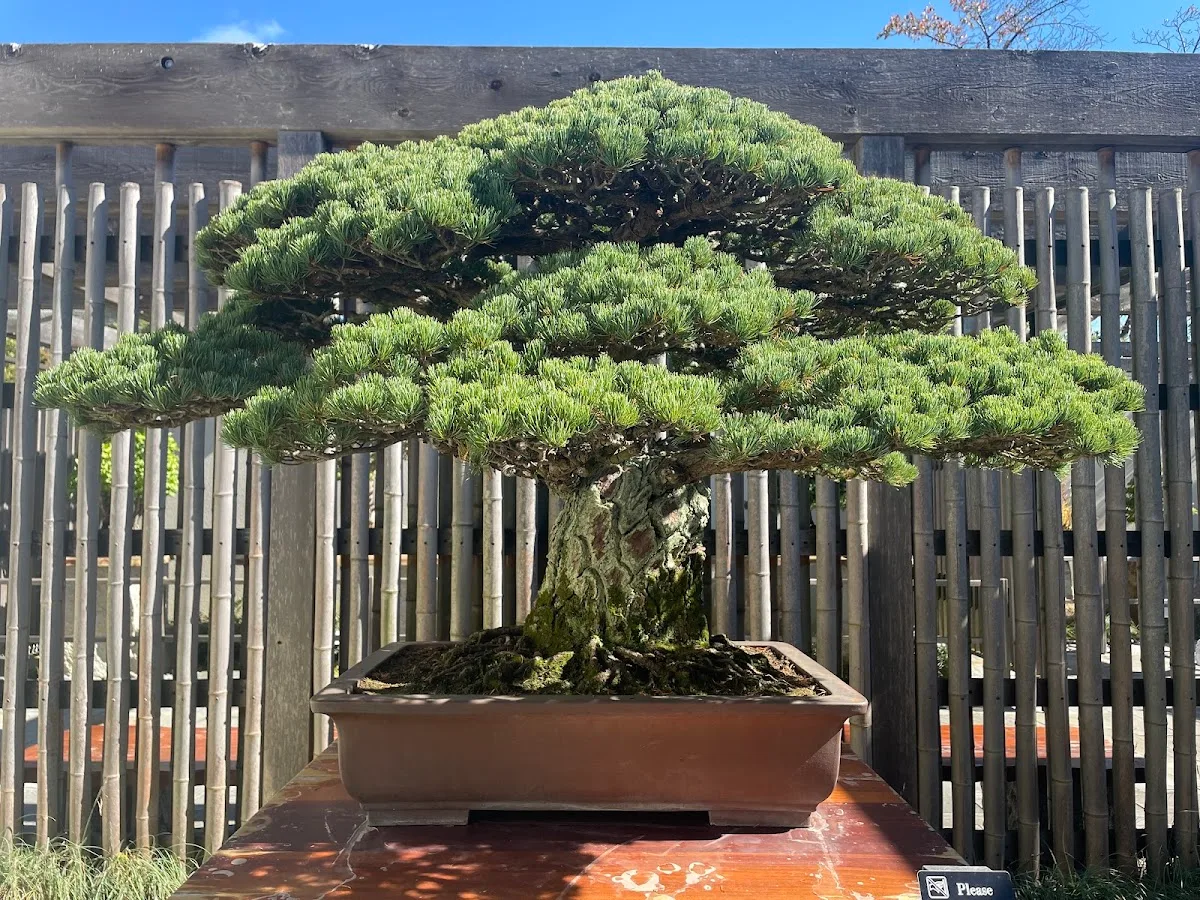 National Bonsai & Penjing Museum