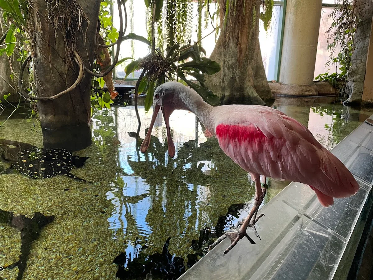 Amazonia