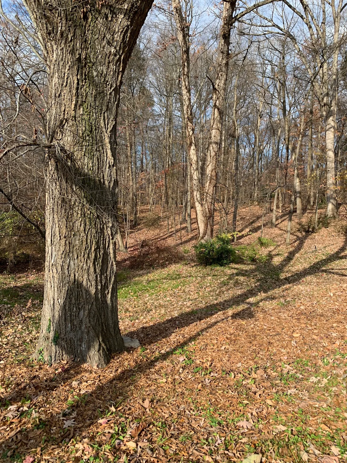 Little Forest Park