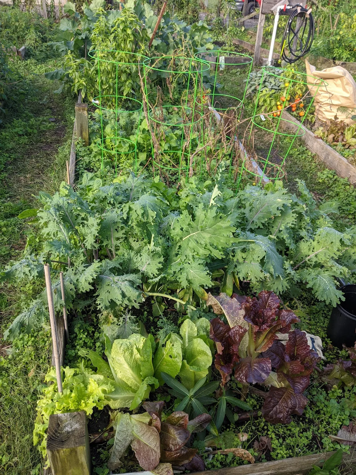 Kingman Park-Rosedale Community Garden