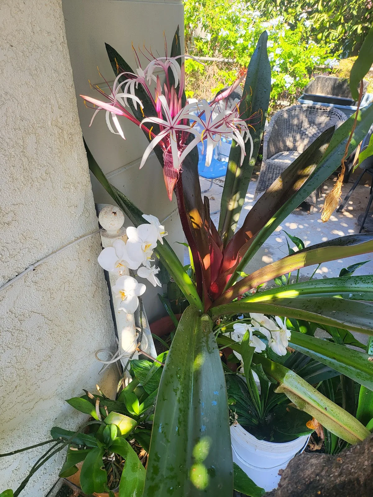 Redpot/Garden