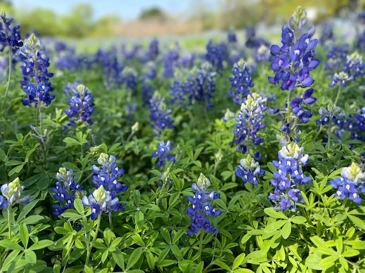 Heritage Oaks Neighborhood Park