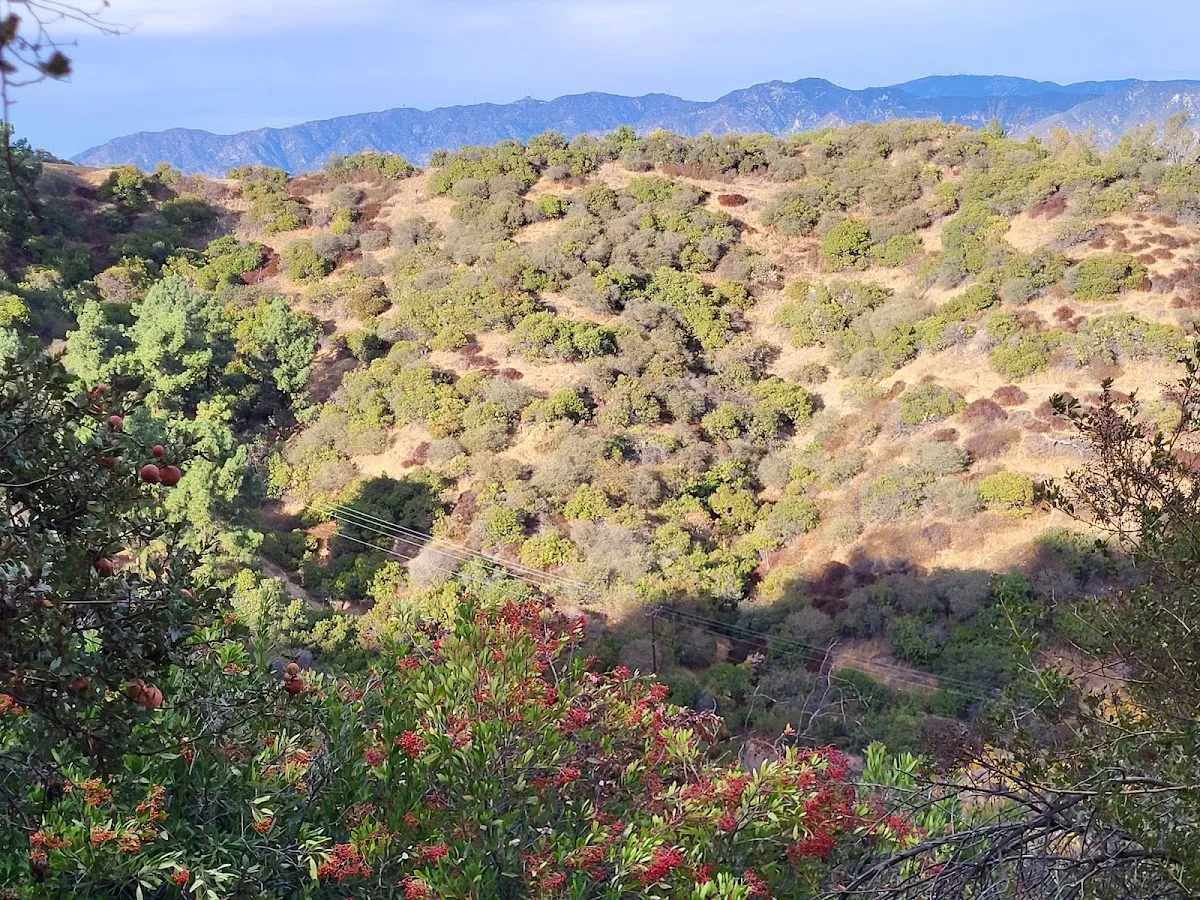 Bee Rock