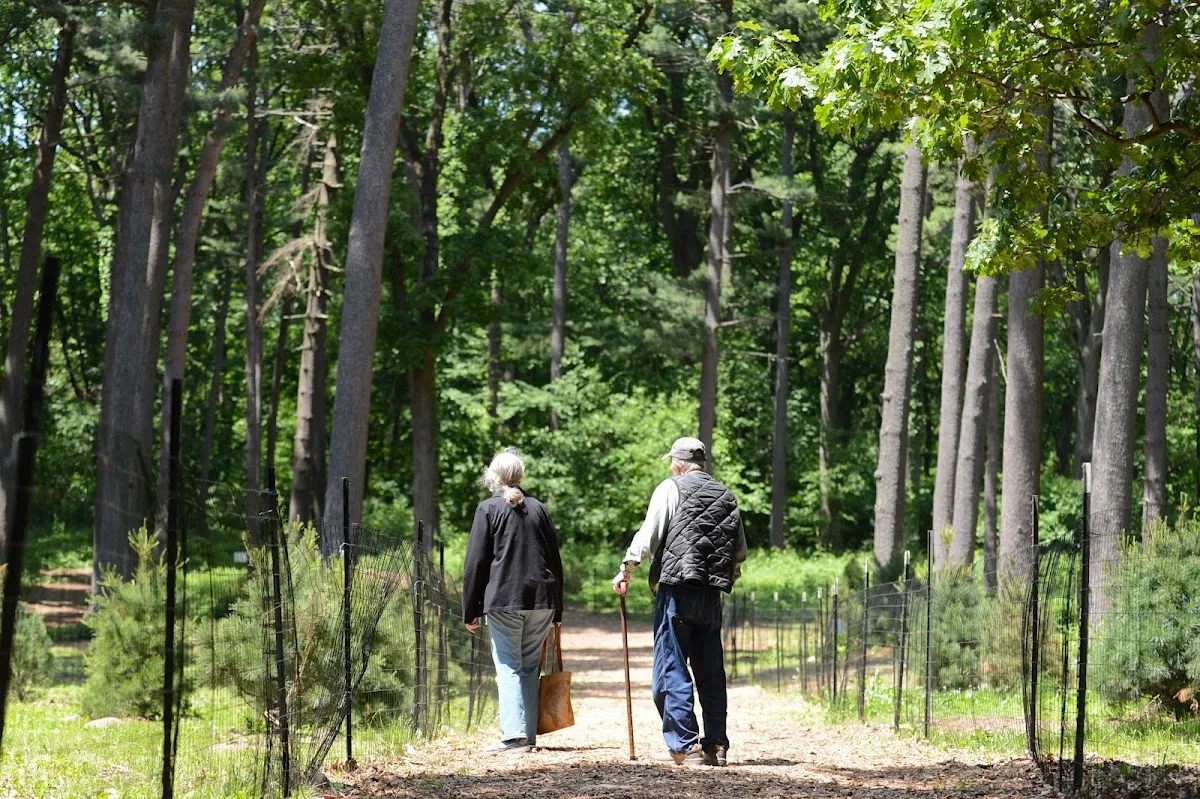 Forest Park Pine Grove