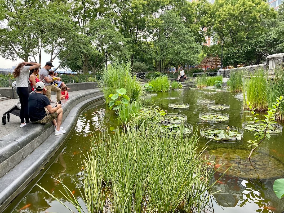 Lily Pond