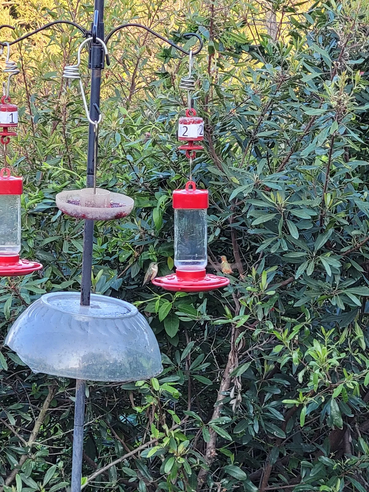 Kenneth Hahn Hummingbird Garden